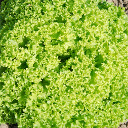 Lollo Bionda