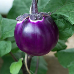 Aubergine rund