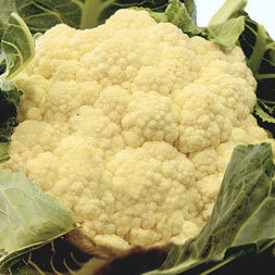 Blumenkohl
