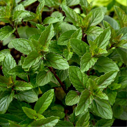 ‏Mojitominze