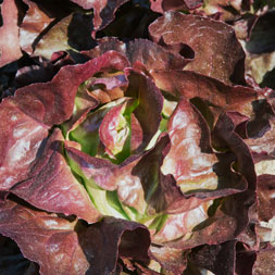 Kopfsalat rot