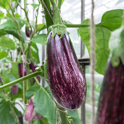 Aubergine gestreift