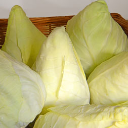 Spitzkohl
