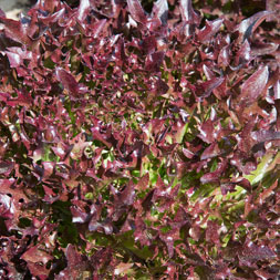 Salanova rot
