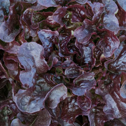 Eichblattsalat rot