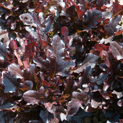 Eichblattsalat rot