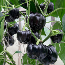 Schwarze Paprika