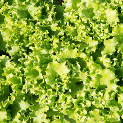 Babyleaf    Greenet