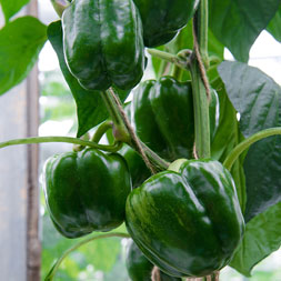 Grüne Paprika