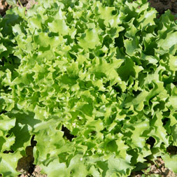 ‏Babyleaf Multibaby