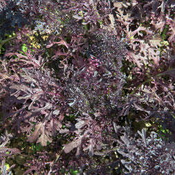 ‏Babyleaf Frizzy Lizzy