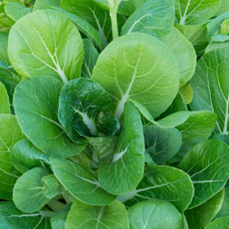 ‏Babyleaf Sagami