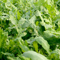 Rucola